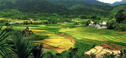 坟墓后种什么树醉旺风水(坟地后栽什么树人财两旺)